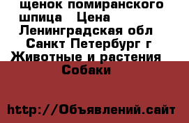 щенок помиранского шпица › Цена ­ 15 000 - Ленинградская обл., Санкт-Петербург г. Животные и растения » Собаки   